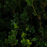 Buxus Microphylla Little Mister Portfolio Boxwood