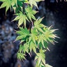 Acer Palmatum Sangokaku Portfolio Coral Bark Japanese Maple