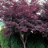 Acer Palmatum Bloodgood Portfolio Japanese Maple