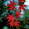 Acer Palmatum Bloodgood Portfolio Japanese Maple