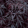 Acer Palmatum var. Dissectum Tamukeyama Portfolio Cutleaf Japanese Maple