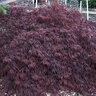 Acer Palmatum var. Dissectum Tamukeyama Portfolio Cutleaf Japanese Maple