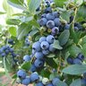 Vaccinium Corymbosum Bluecorp Portfolio Highbush Blueberry