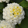 Lantana Camara Bloomify White Portfolio Lantana