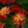 Lantana Camara Bloomify Red Portfolio Lantana