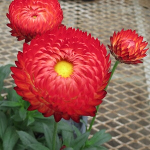 Bracteantha Bracteatum Granvia Crimson Sun Portfolio Strawflower True 1 gal. Container
