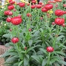 Bracteantha Bracteatum Granvia Crimson Sun Portfolio Strawflower