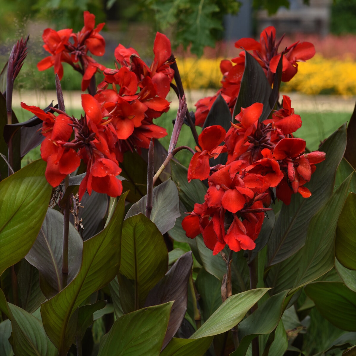 Canna x generalis Cannova Bronze Scarlet Portfolio Canna Lily | SiteOne US