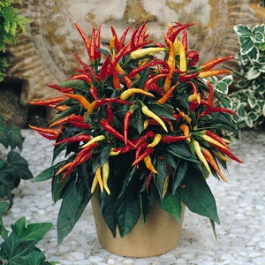 Capsicum Annuum Medusa Portfolio Ornamental Pepper