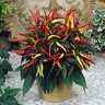 Capsicum Annuum Medusa Portfolio Ornamental Pepper