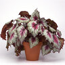Begonia X Jurassic Pink Splash Portfolio Rex Begonia