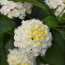 Lantana Camara Bloomify White Portfolio Lantana