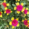 Portulaca Oleracea ColorBlast Double Guava Portfolio Purslane