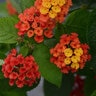 Lantana Camara Bloomify Red Portfolio Lantana