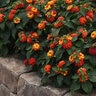 Lantana Camara Bloomify Red Portfolio Lantana