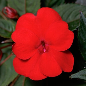 Impatiens X Hybrida SunPatiens Compact Deep Red Portfolio New Guinea Impatiens 10 Count Flat