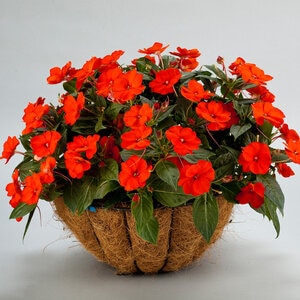 Impatiens X Hybrida SunPatiens Compact Electric Orange Portfolio New Guinea Impatiens 10 Count Flat