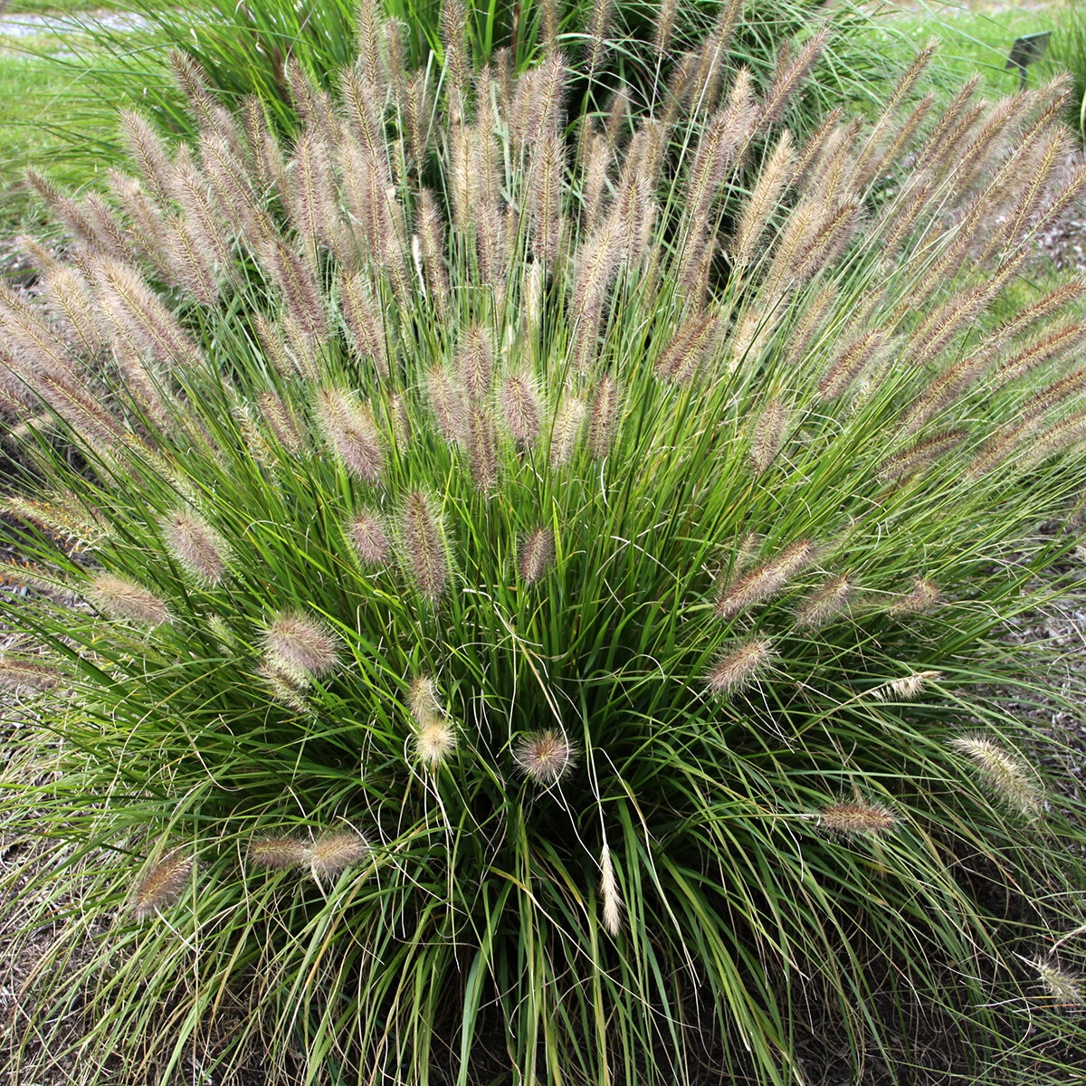 Cenchrus (Pennisetum) alopecuroides Praline Portfolio Dwarf Fountain ...