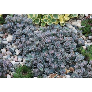x Sedoro (Sedum) SunSparkler Blue Elf Portfolio Stonecrop 10 Count Flat