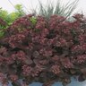 Hylotelephium (Sedum) x SunSparkler Cherry Tart Portfolio Stonecrop