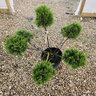 Juniperus X Pfitzeriana Sea Green Portfolio Chinese Juniper