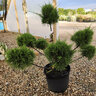 Juniperus X Pfitzeriana Sea Green Portfolio Chinese Juniper