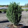 Ilex Crenata Sky Pencil Portfolio Japanese Holly