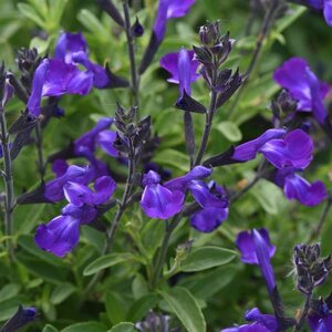 Salvia greggi Mirage Blue Portfolio Autumn Sage