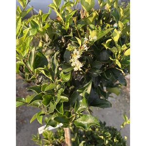 Ligustrum japonicum Portfolio Japanese Waxleaf Privet