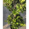 Ligustrum japonicum Portfolio Japanese Waxleaf Privet