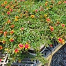 Portulaca Oleracea ColorBlast Double Guava Portfolio Purslane