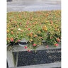 Portulaca Oleracea ColorBlast Double Guava Portfolio Purslane