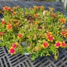 Portulaca Oleracea ColorBlast Double Guava Portfolio Purslane