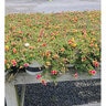 Portulaca Oleracea ColorBlast Double Guava Portfolio Purslane