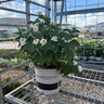 Lantana Camara Bloomify White Portfolio Lantana