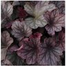 Heuchera X Hybrida Carnival Rose Granita Portfolio Coral Bells