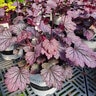Heuchera X Hybrida Carnival Rose Granita Portfolio Coral Bells