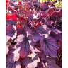Heuchera X Hybrida Carnival Rose Granita Portfolio Coral Bells