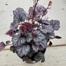 Heuchera X Hybrida Carnival Rose Granita Portfolio Coral Bells
