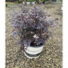 Loropetalum chinense Cerise Charm Portfolio Fringe Flower