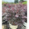 Loropetalum chinense Cerise Charm Portfolio Fringe Flower