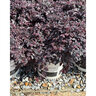 Loropetalum chinense Cerise Charm Portfolio Fringe Flower