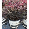 Loropetalum chinense Cerise Charm Portfolio Fringe Flower