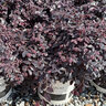 Loropetalum chinense Cerise Charm Portfolio Fringe Flower