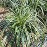Carex Oshimensis Feather Falls Portfolio Japanese Sedge