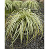 Carex Oshimensis Feather Falls Portfolio Japanese Sedge