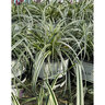 Carex Oshimensis Feather Falls Portfolio Japanese Sedge