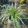 Carex Oshimensis Feather Falls Portfolio Japanese Sedge