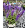 Salvia X Nemorosa Blue By You Portfolio Meadow Sage