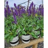 Salvia X Nemorosa Blue By You Portfolio Meadow Sage